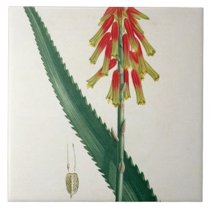 Aloés de "Phytographie Medicale" por Joseph Roque