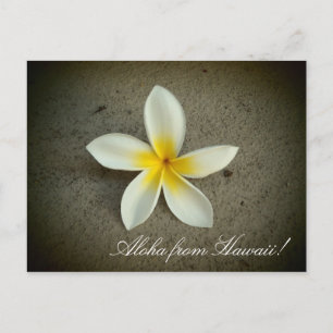 Aloha do Hawaii plumeria flor simples cartão posta