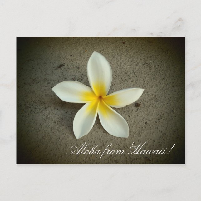 Aloha do Hawaii plumeria flor simples cartão posta (Frente)