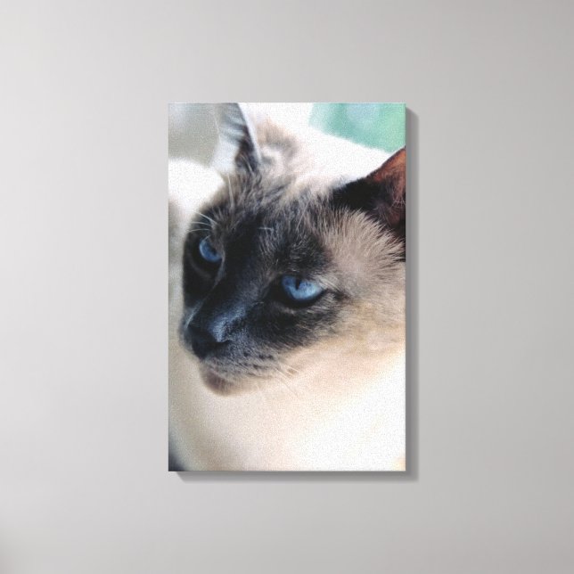 Aloof Siamese Cat Canvas (Frente)