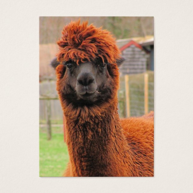 Alpaca ~ ATC curiosa (Frente)