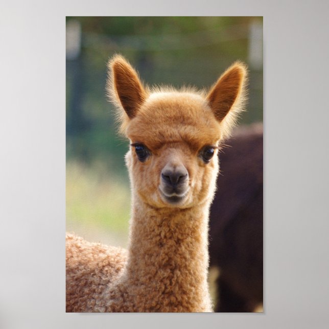 Alpaca Baby Poster (Frente)