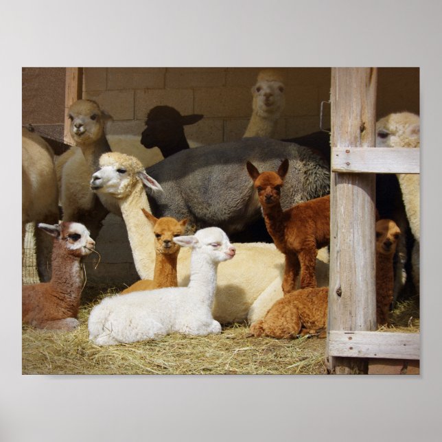 Alpaca Barn Poster (Frente)