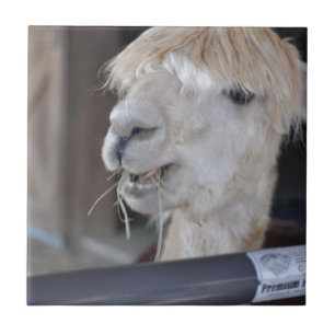 Alpaca, Branco