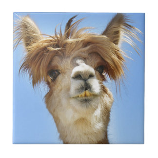 Alpaca louca do cabelo