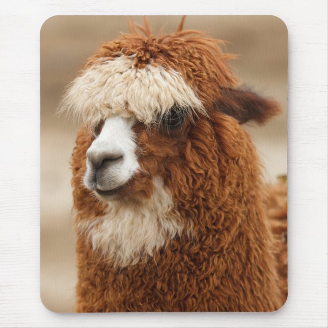 Alpaca mousepad (Frente)