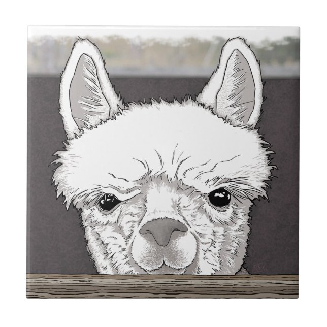 Alpaca Portrait (Frente)