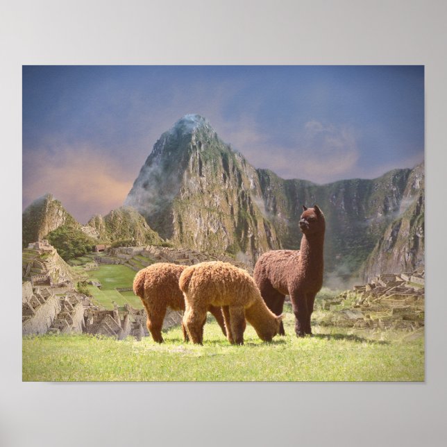 Alpaca Poster (Frente)