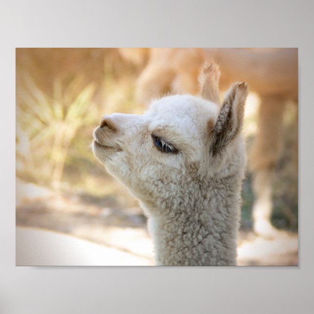 Alpaca Poster Colorful Celeste (Frente)