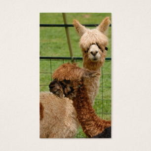 Alpacas