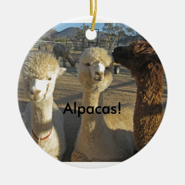 Alpacas! Ornamento (Frente)