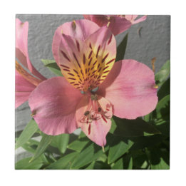 Alstroemeria
