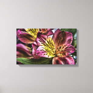 Alstroemeria Lily Flor Canvas Peruana