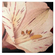 Alstroemeria na floração