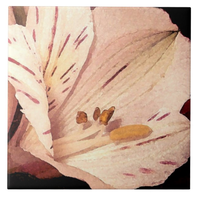 Alstroemeria na floração (Frente)