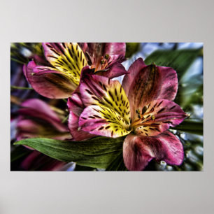 Alstroemeria poster de flor de Lily peruana