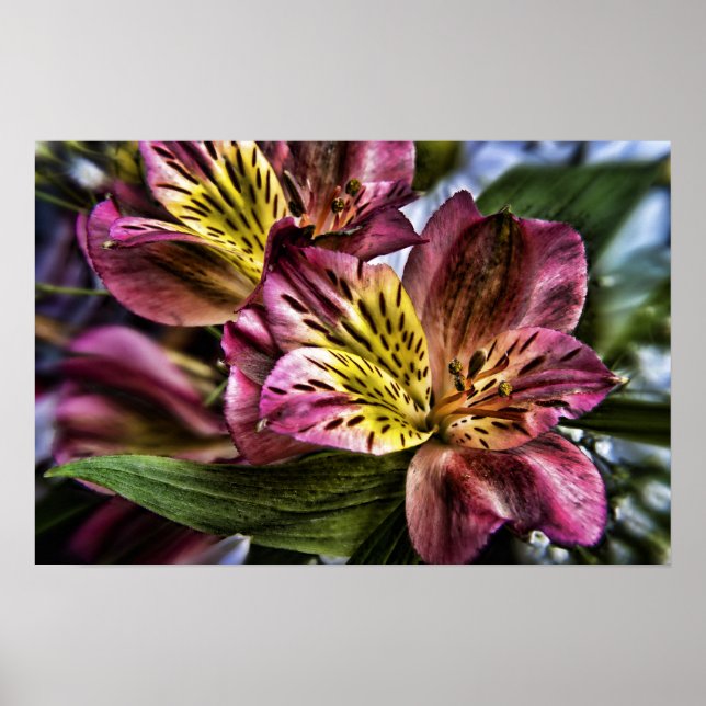 Alstroemeria poster de flor de Lily peruana (Frente)