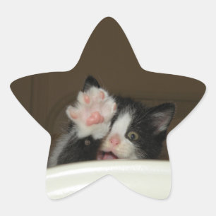 Altos adesivos para estrelas de gatinho