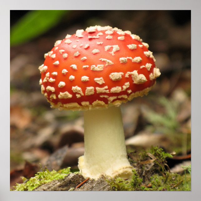 Amanita Mushroom Poster (Frente)