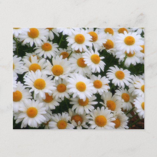 Amantes de margarida IMG_0066 (Frente)