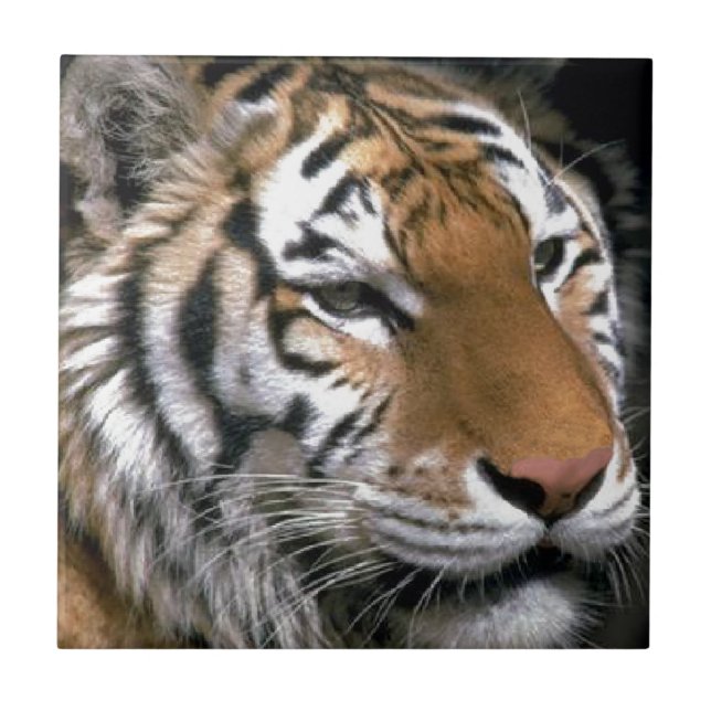 Amantes de Tigres Siberianos Arte (Frente)