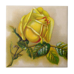 Amarela Rosa Antiga Estampa Vintage Arte Fina