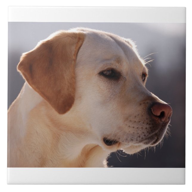 amarelo 3 Labrador_Retriever.png (Frente)