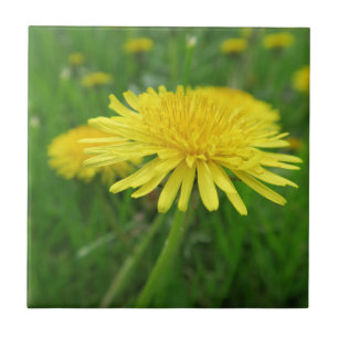 amarelo, botão, planta, dandelion, prado,