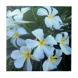 amarelo, branco, frangipani, flor, natureza, verão