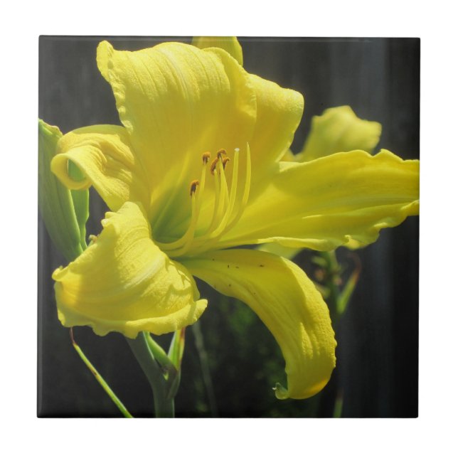 Amarelo Daylily (Frente)