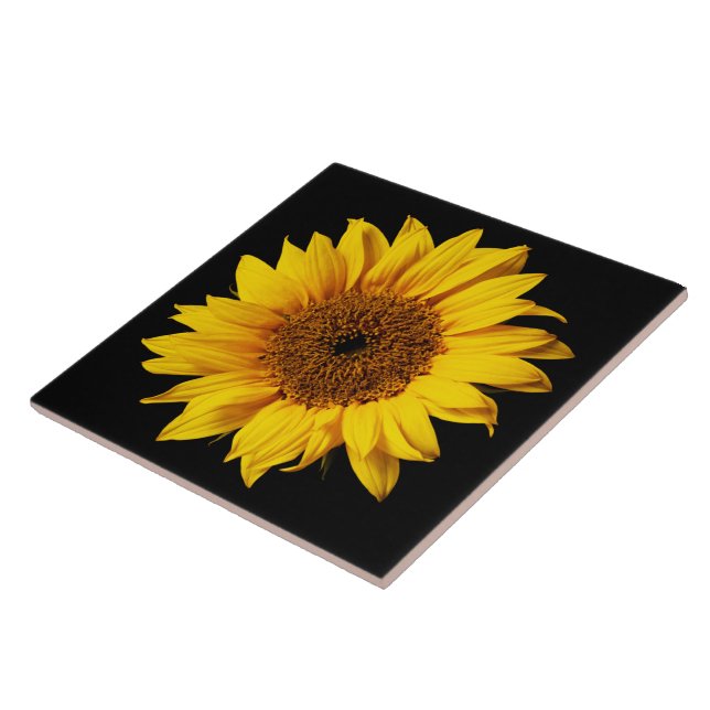 Amarelo do girassol no preto flores - Main Image