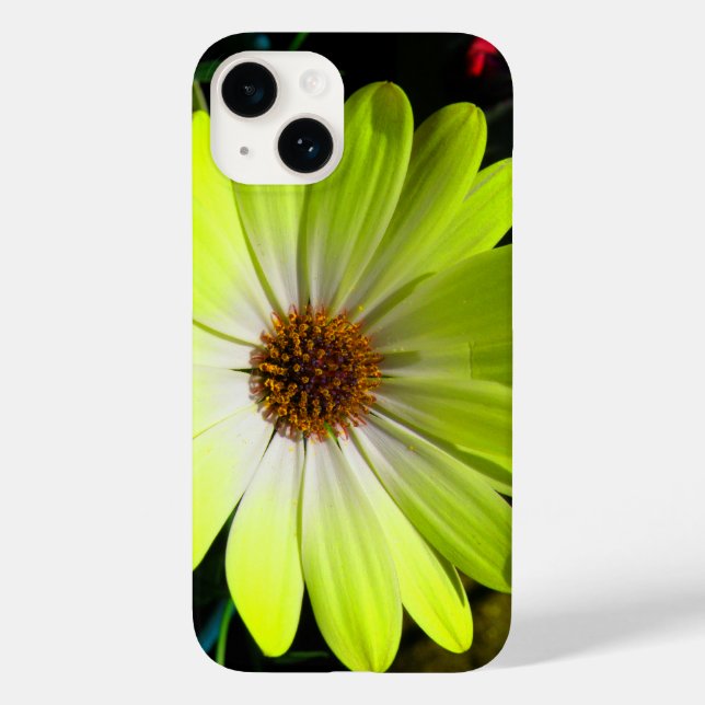 Amarelo Fluorescente Africano Daisy (Verso)