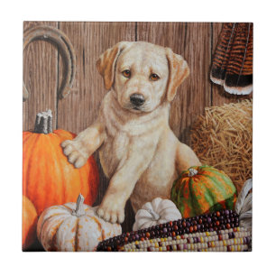 Amarelo Labrador Retriever Cachorro Cachorro Cacho