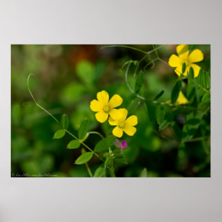 Amarelo Oxalis e Erduradouro Pea Wilflower Poster