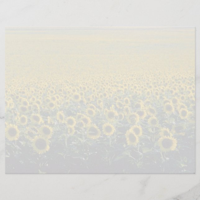 amarelo Um campo de girassol em flores de Espanha (Frente)