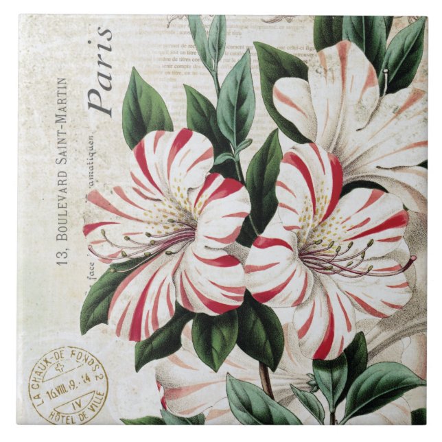 amarylis franceses do Natal do vintage moderno (Frente)