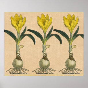 Amaryllis Botanical Vintage Garden Impressão