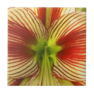 Amaryllis da borboleta
