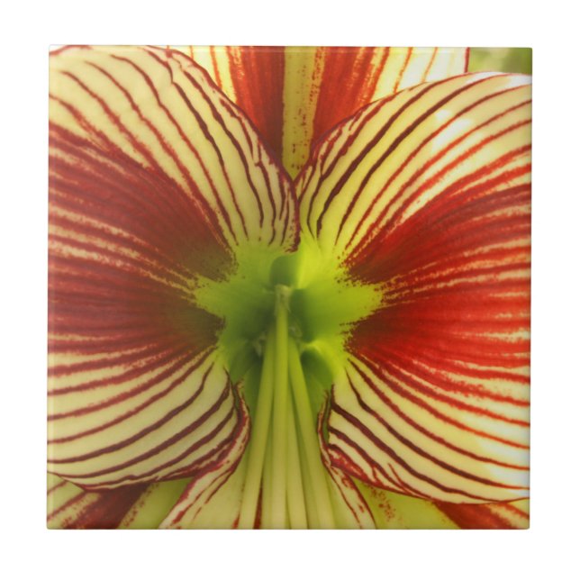 Amaryllis da borboleta (Frente)