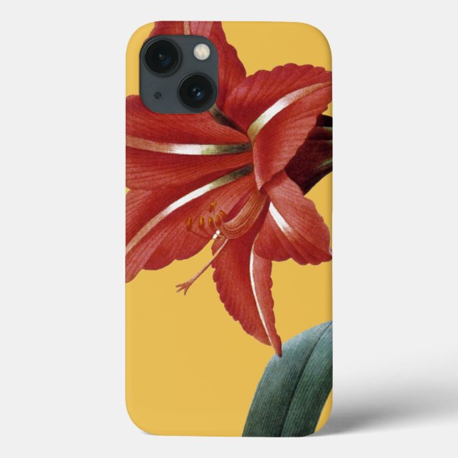 Amaryllis listrado (Verso)