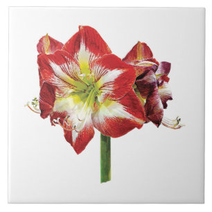 Amaryllis Minerva