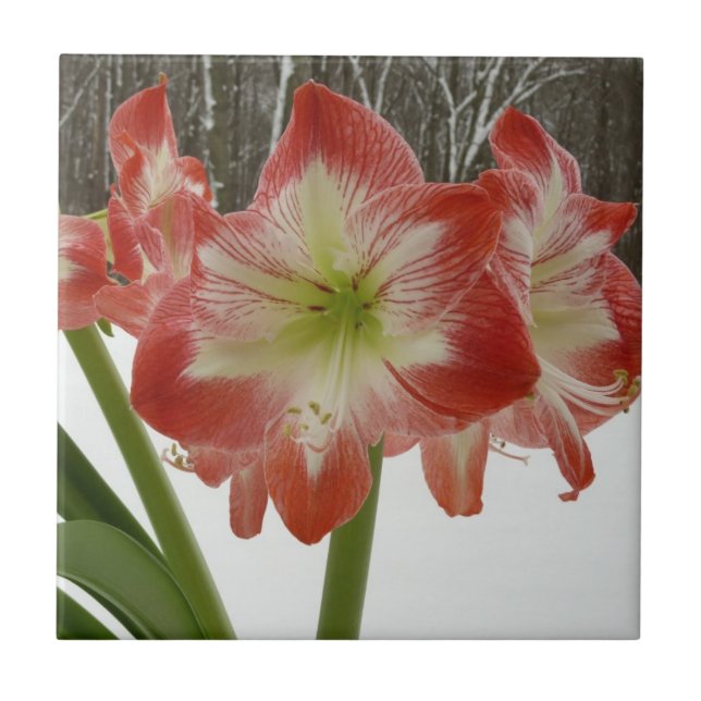 Amaryllis no Feriado Vermelho de Neve Floral de in (Frente)
