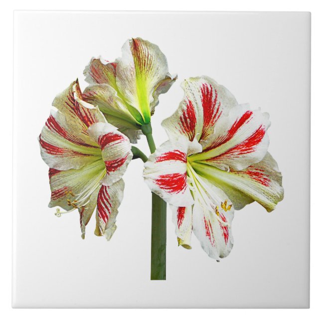 Amaryllis Sydney (Frente)