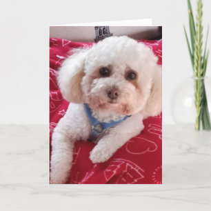 Ame Meu Cartão de Saudação de Poodle