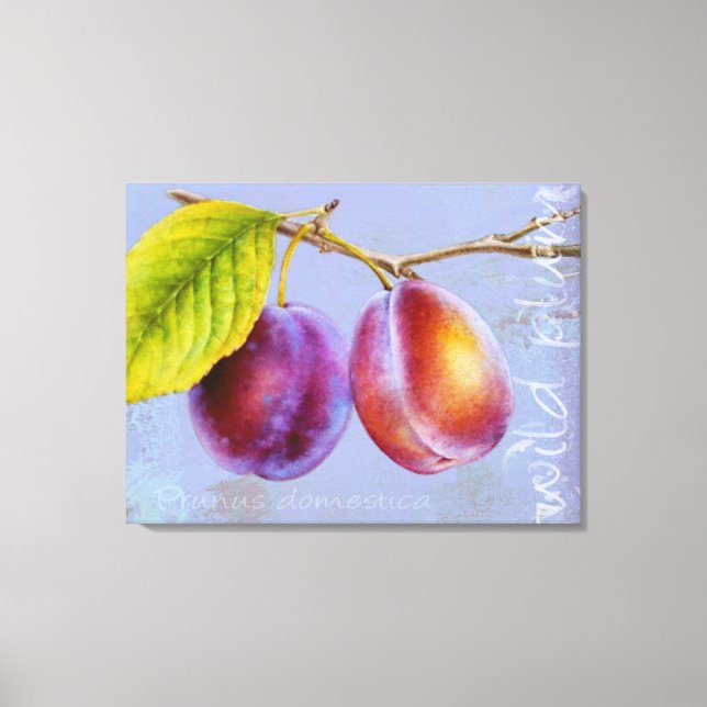 Ameixa selvagem - Prunus domestica canvas art mauv (Frente)