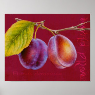Ameixa selvagem - Prunus domestica poster (vermelh