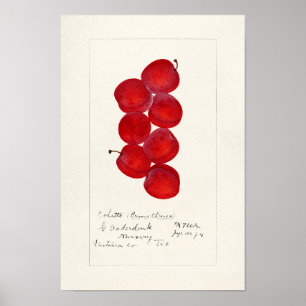 Ameixas (Prunus Domestica) Fruta Impressão por Aqu