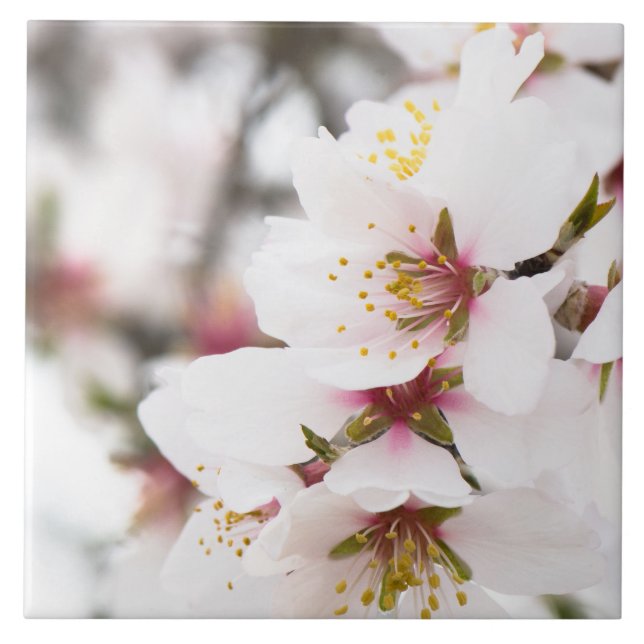 Amêndoa florescente (Frente)