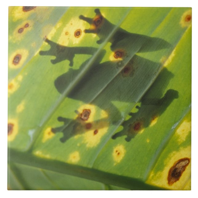 AMÉRICA CENTRAL, Costa Rica, sapo iluminado por tr (Frente)