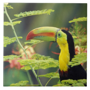 América Central, Honduras. Tucano-bico-de-querer
